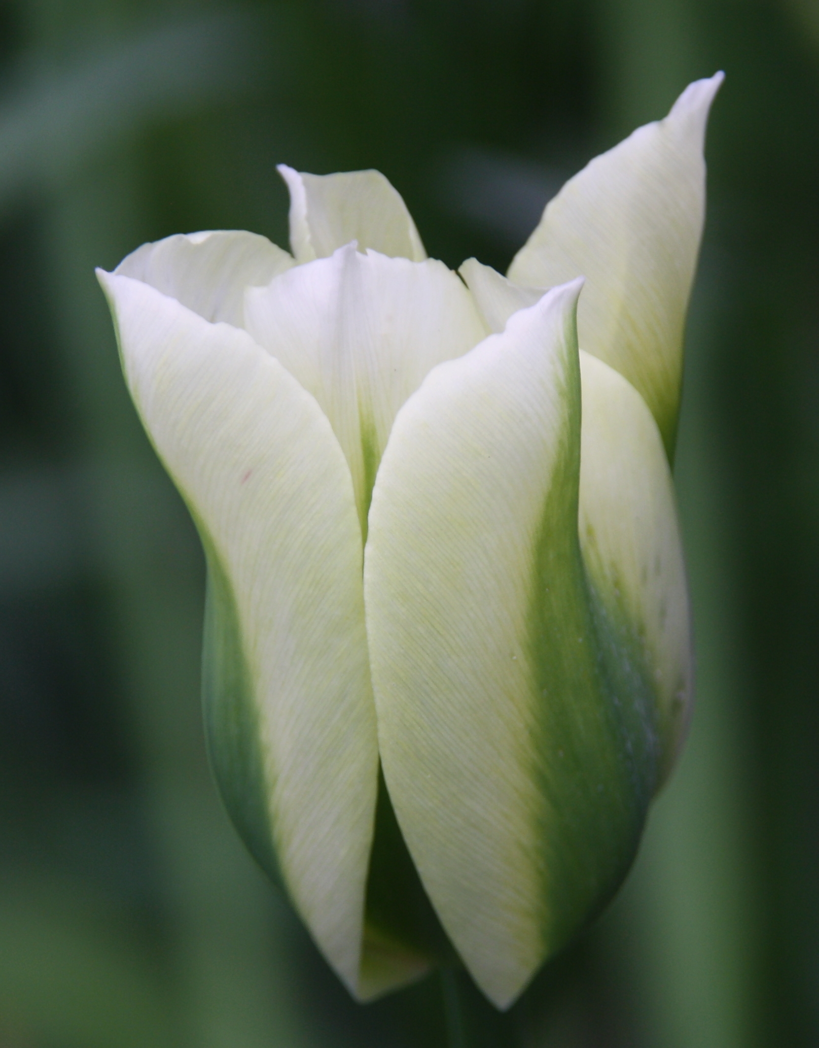 Witte tulp