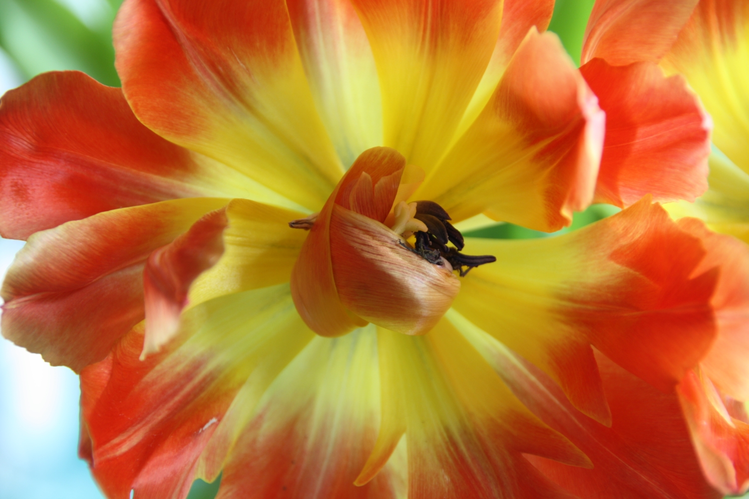 Tulp