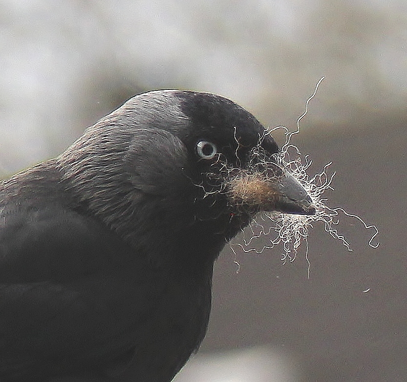 Kauw met nestmateriaal.