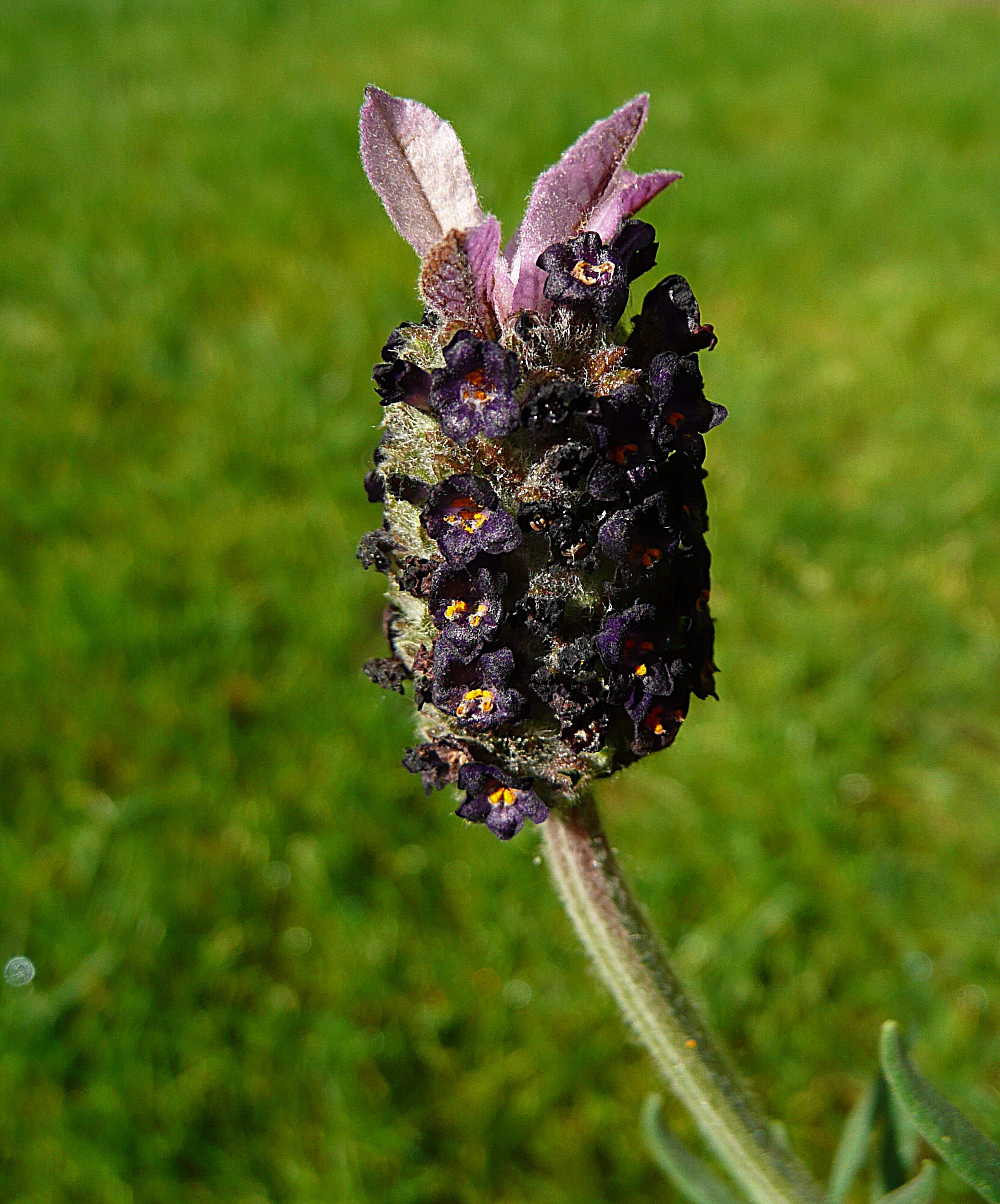 Kuiflavendel, vlinderlavendel
