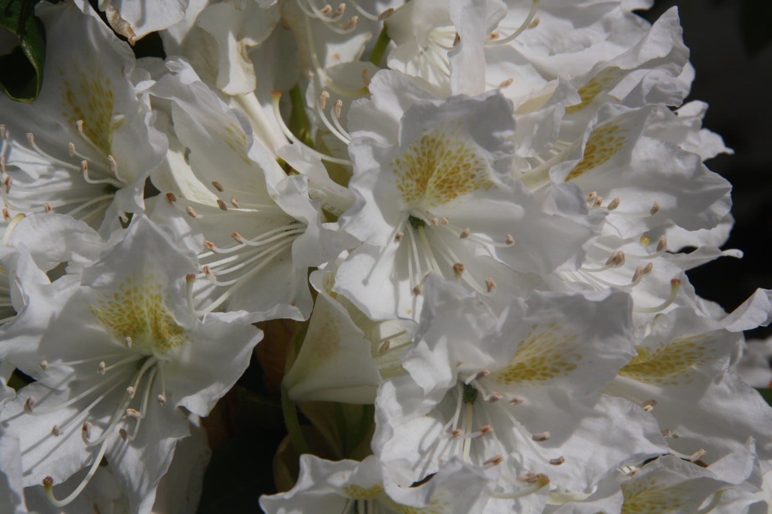 Rhodondendron
