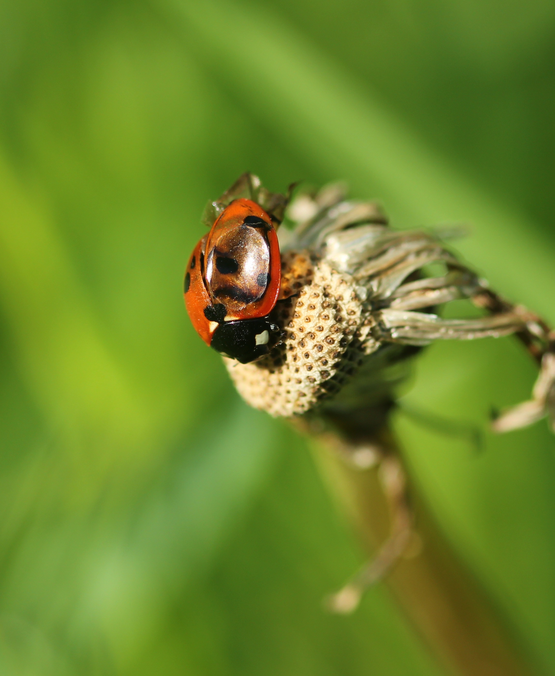 LHB met contactlens?