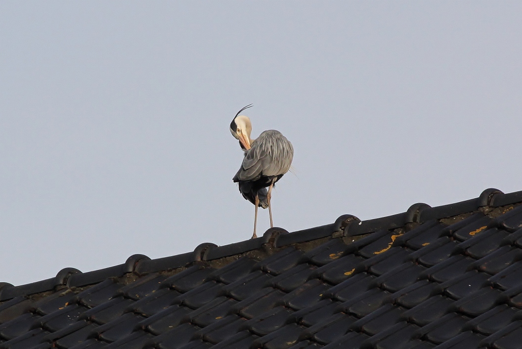 Reiger