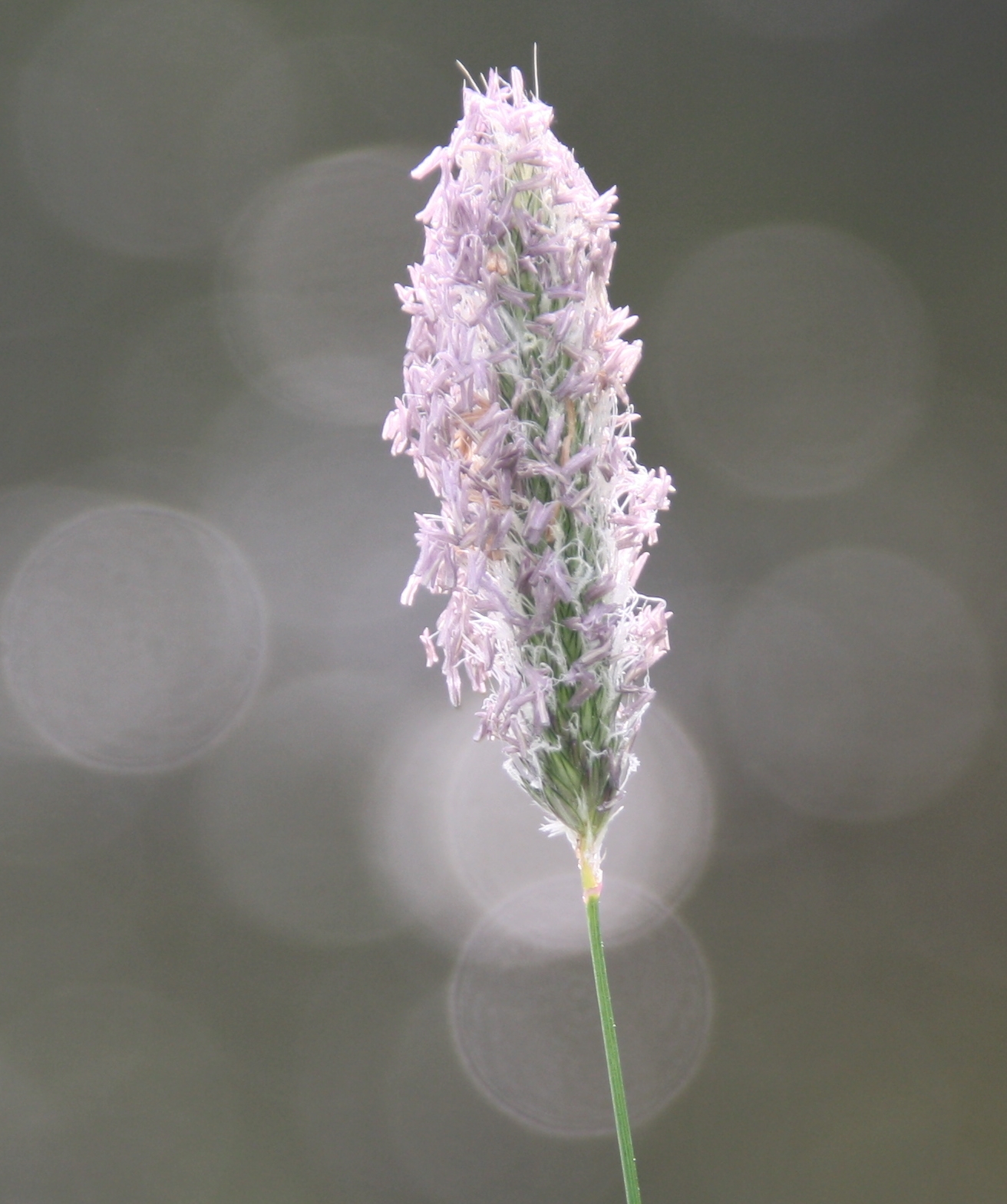 Spriet