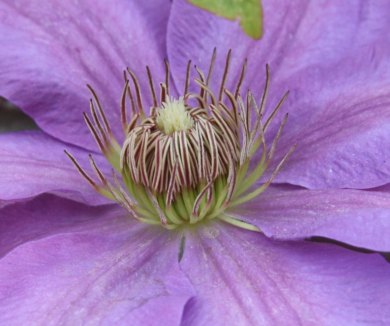 Clematis