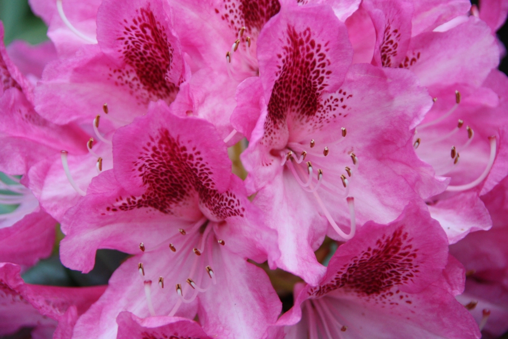 Rhodondendron