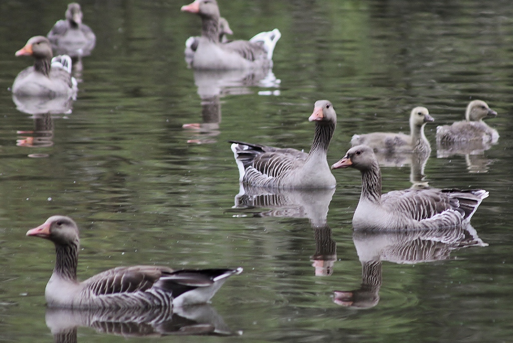 Groep jongen worden beschermd