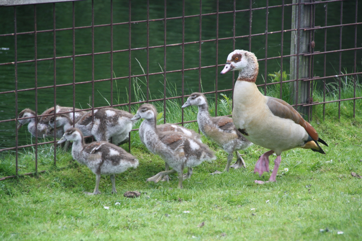 Familie Nijlgans