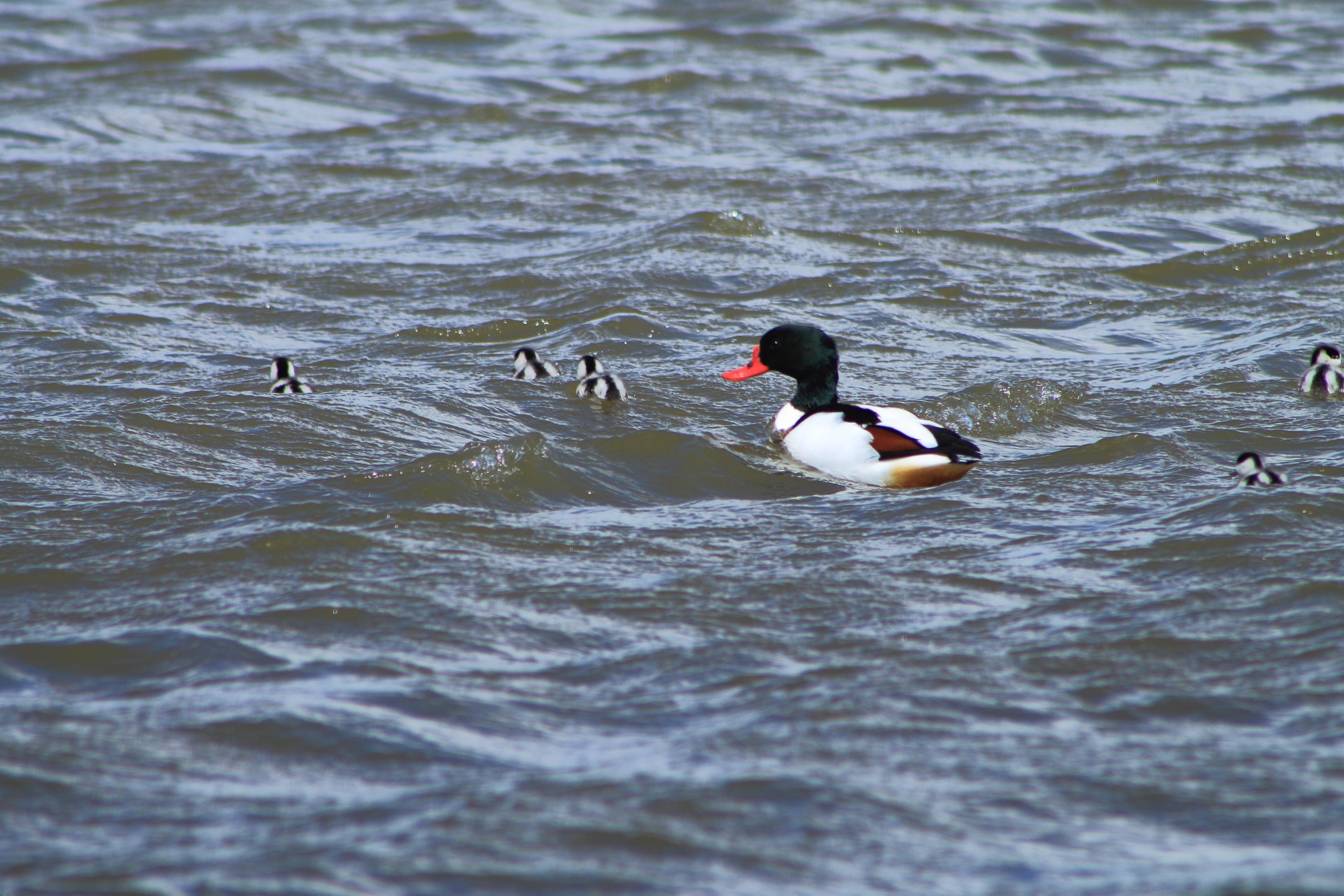 Bergeend met jonkies.