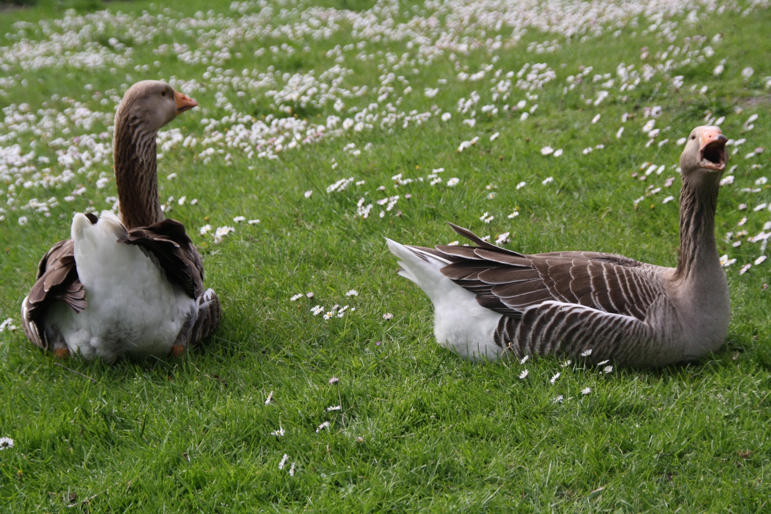 Grauwgans met grote mond