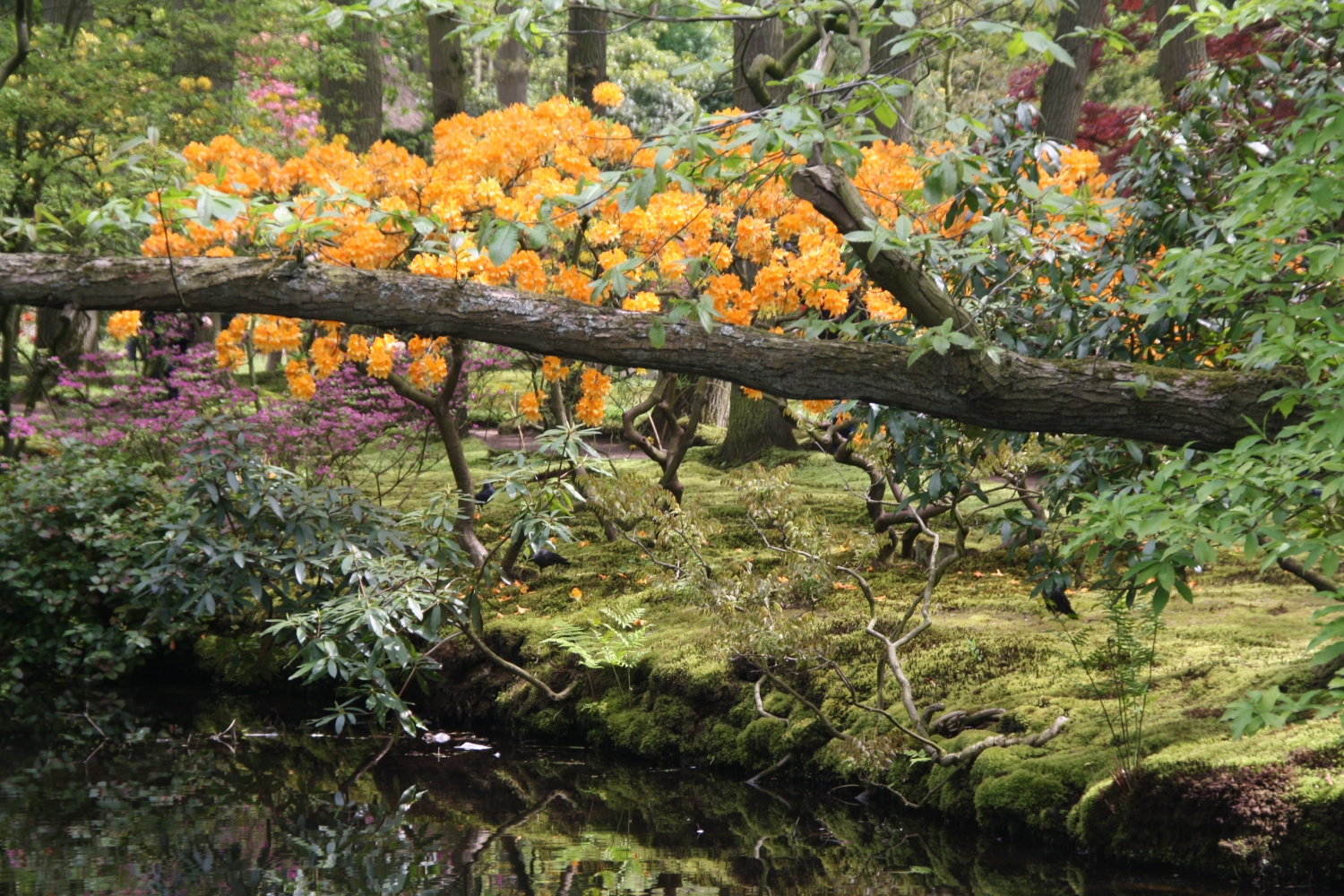 Orangje bloesem in Japanse tuin