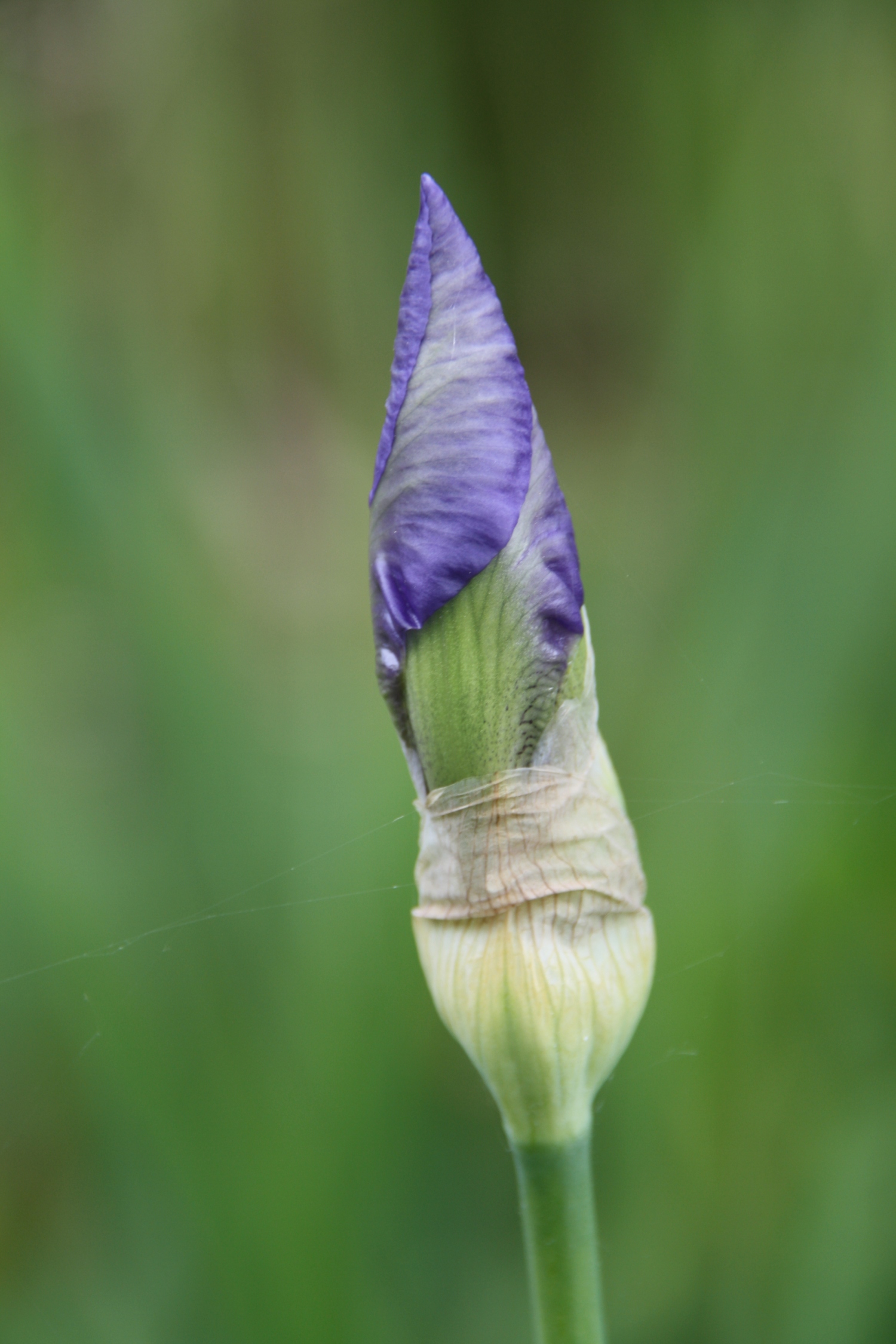In de knop