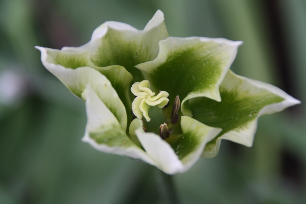 Tulp
