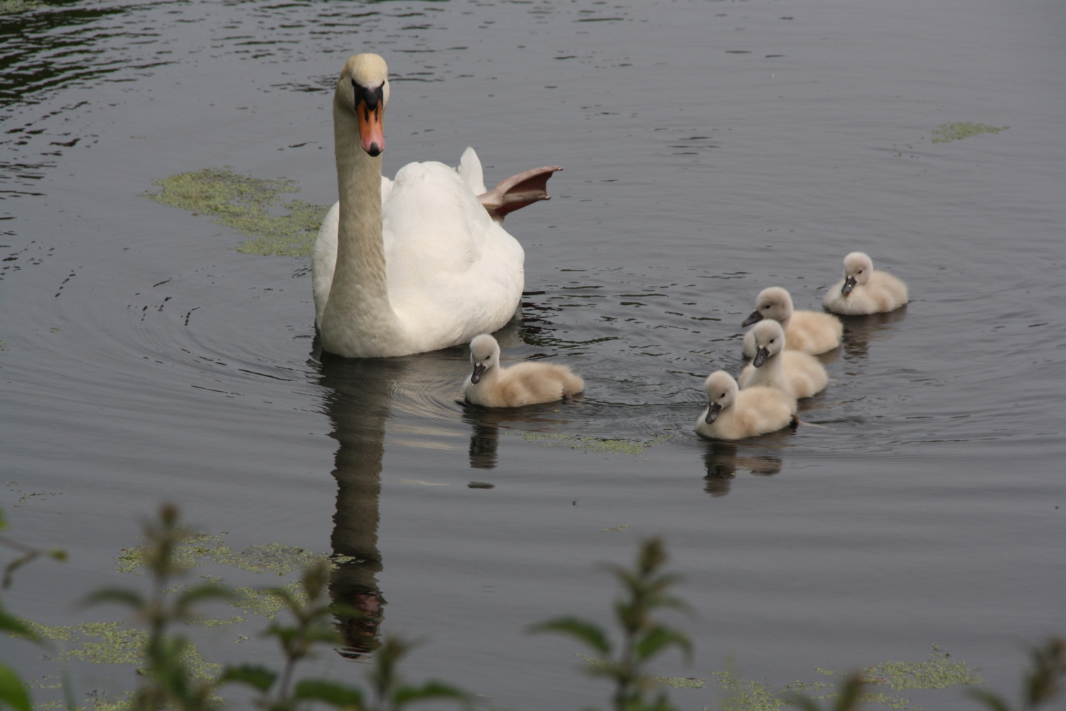 Familie Zwaan
