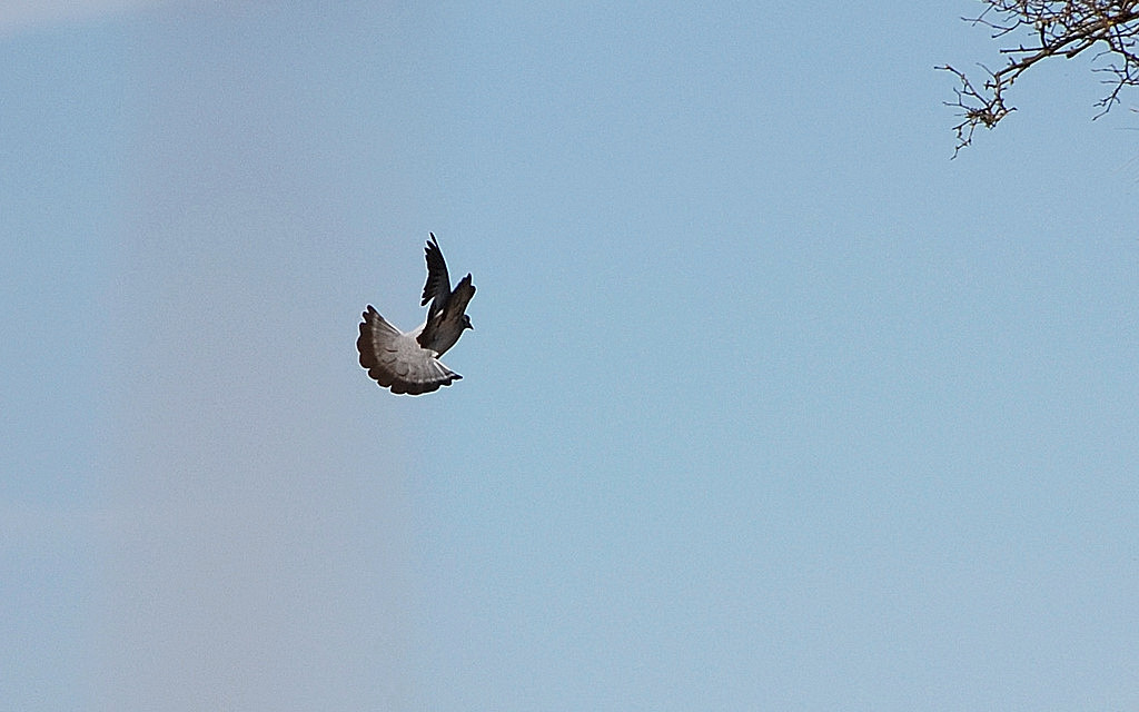 Baltsvlucht van Holenduif.
