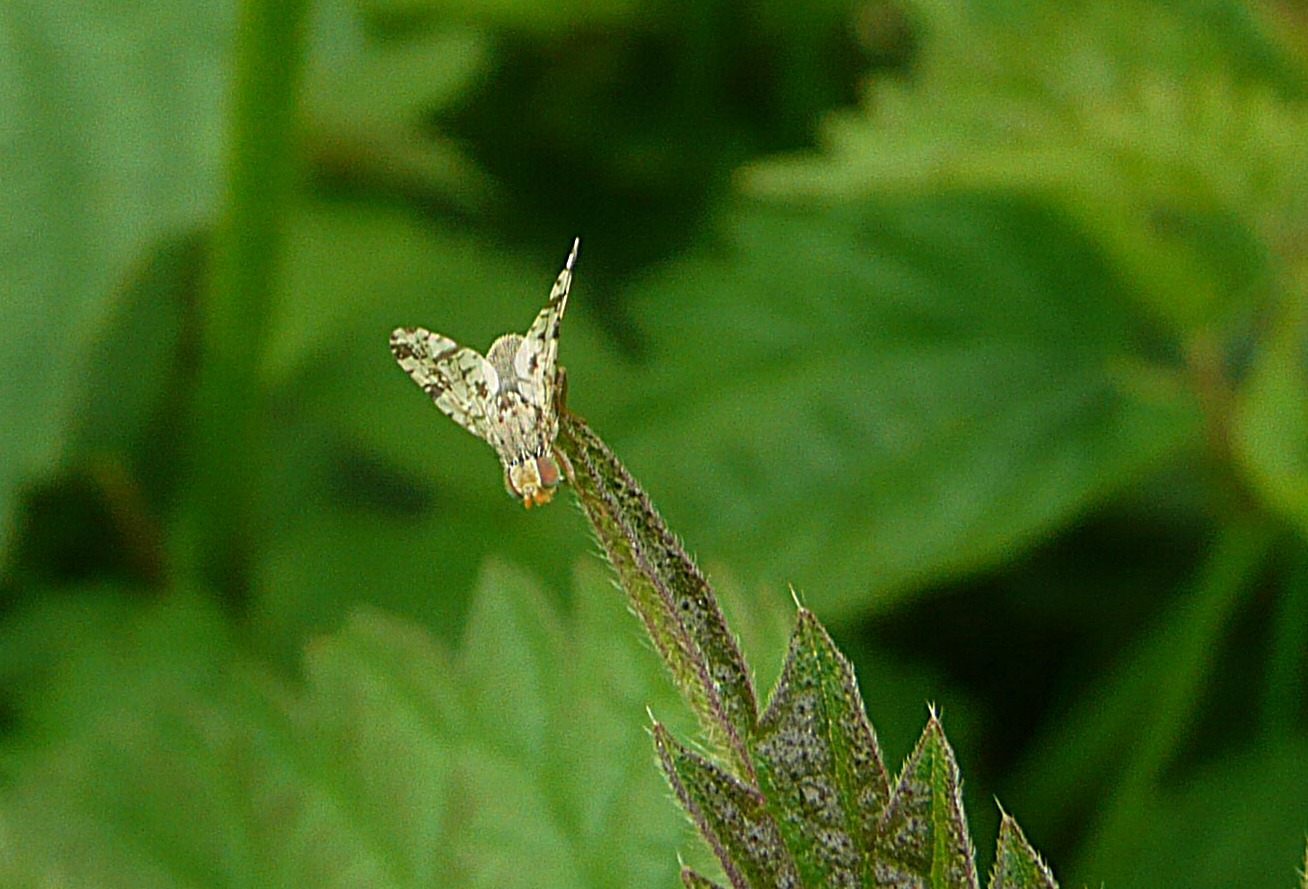 Insect, geen idee wat voor.
