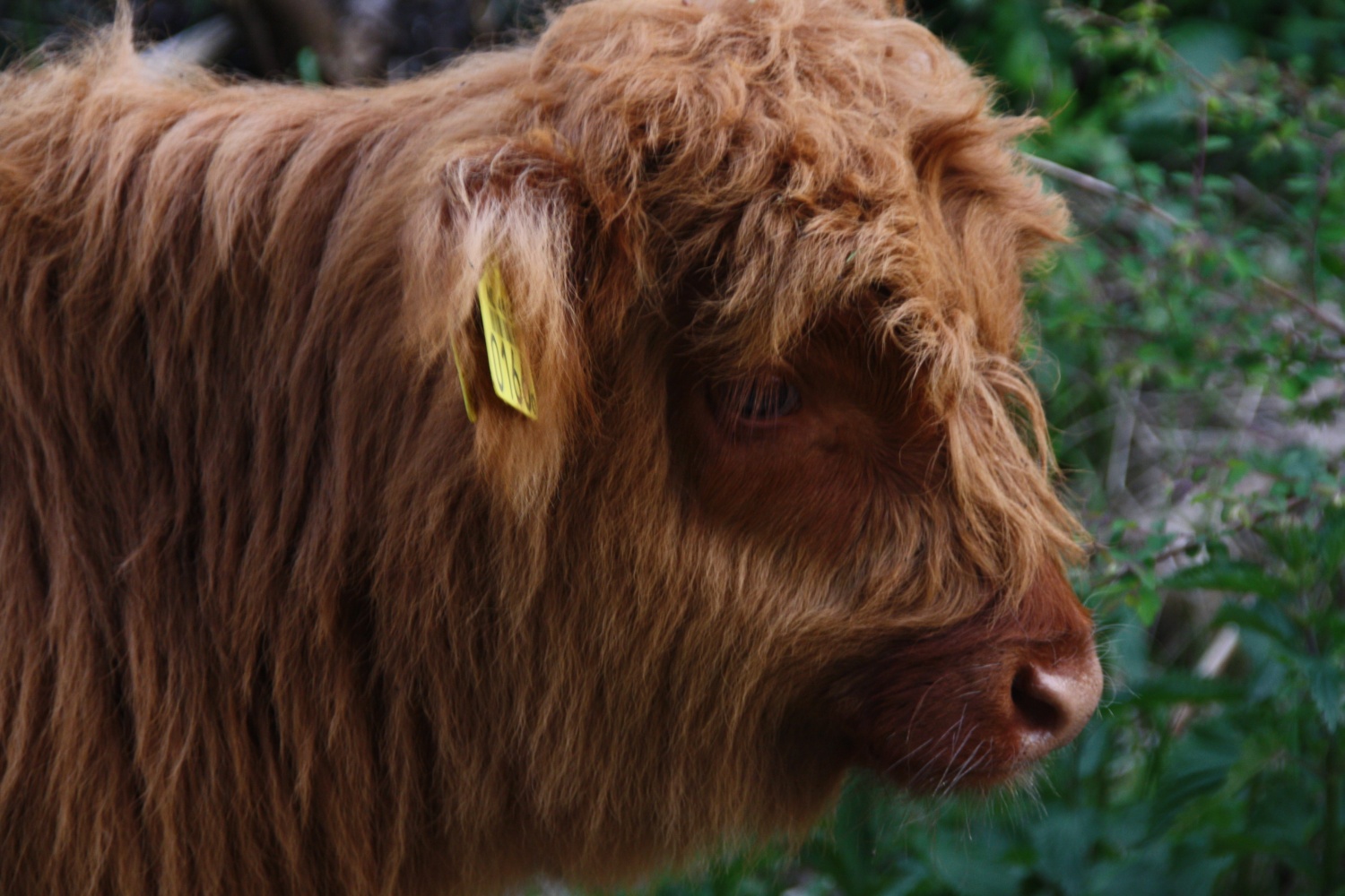 Schotse Hooglander in Duinen