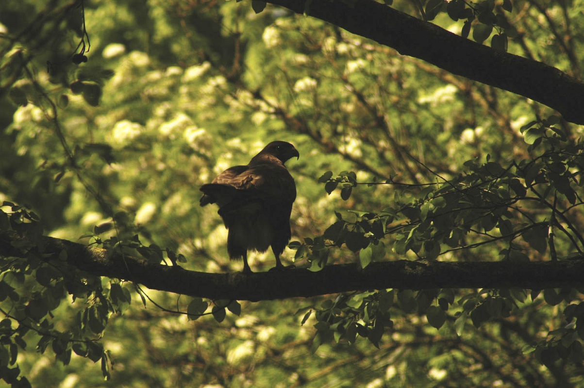 Buizerd