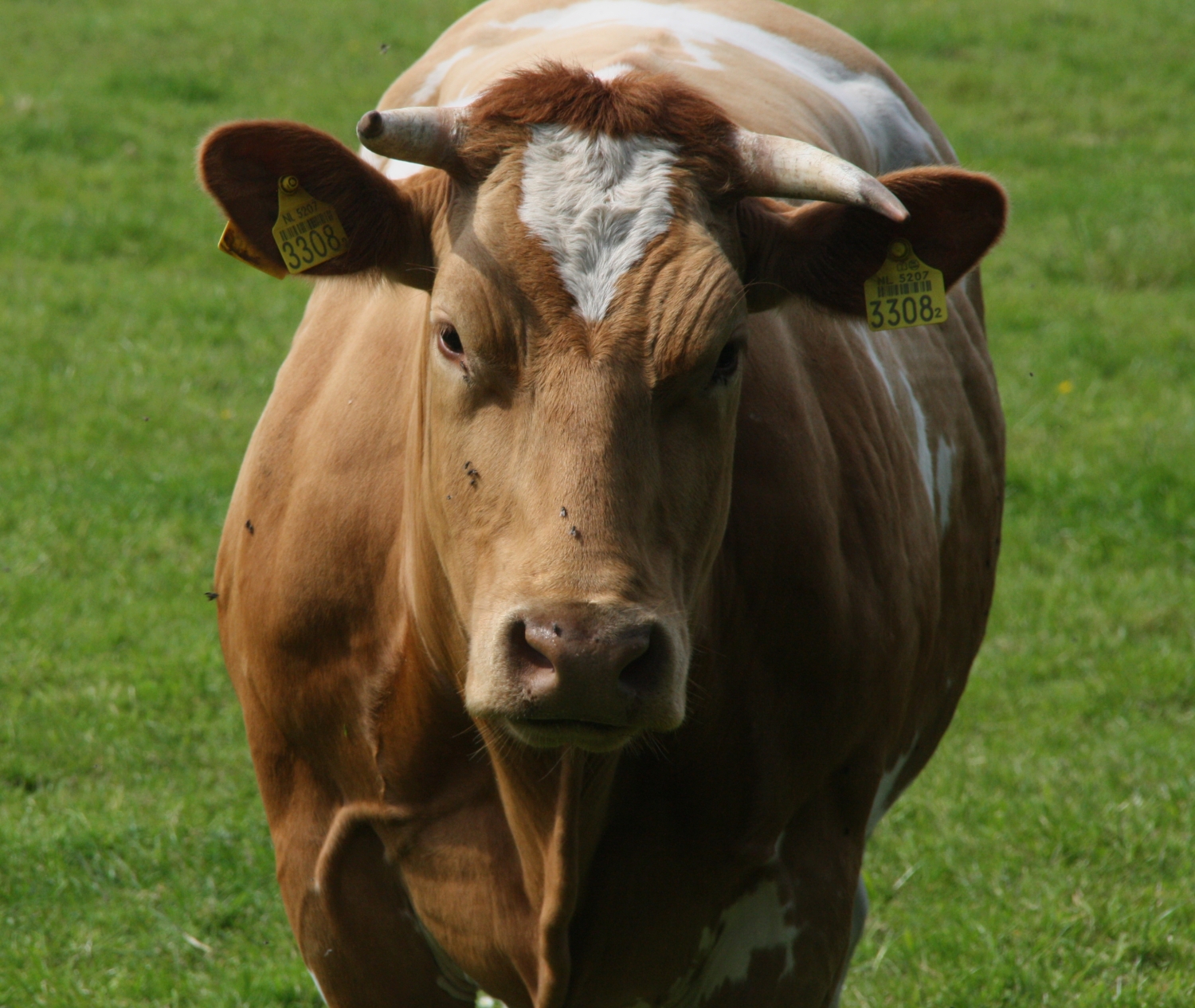 Koe