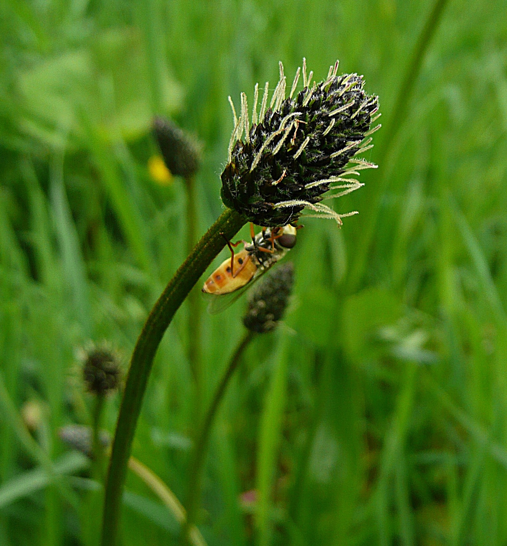 Smalle weegbree met insect