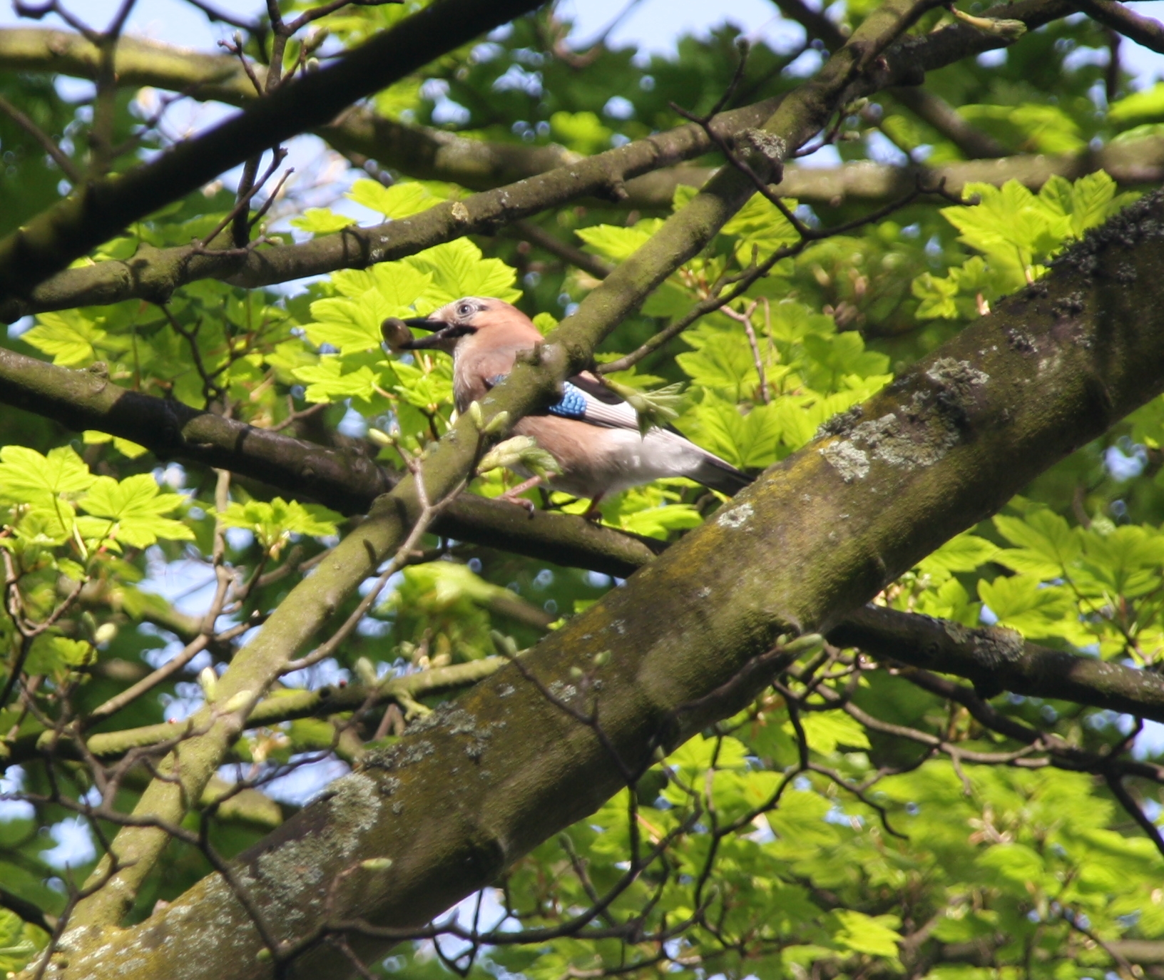 Pestvogel