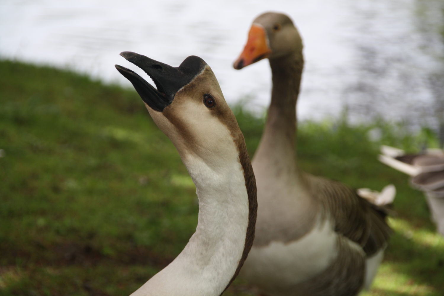 Hongerlijers