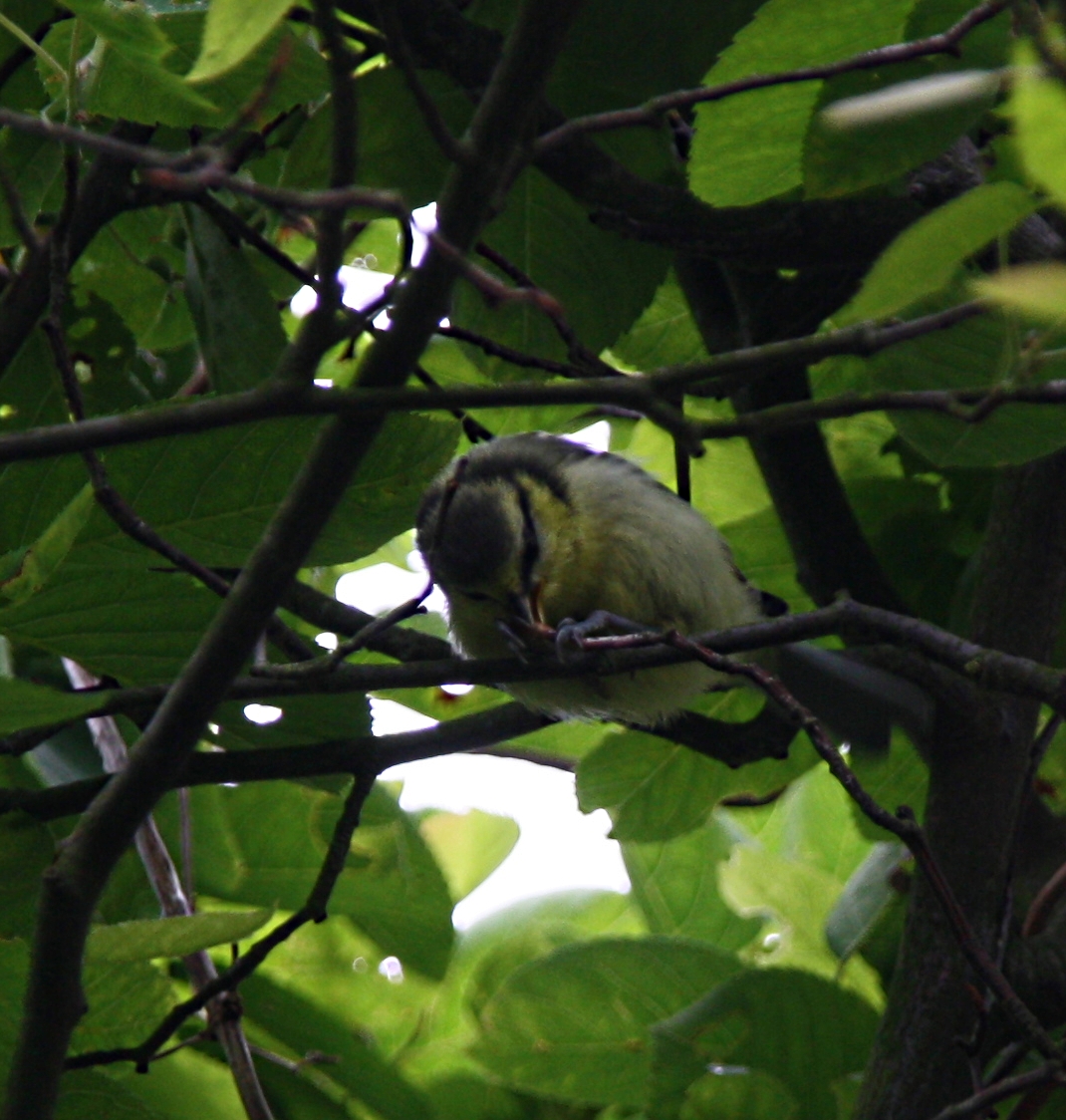 Vink