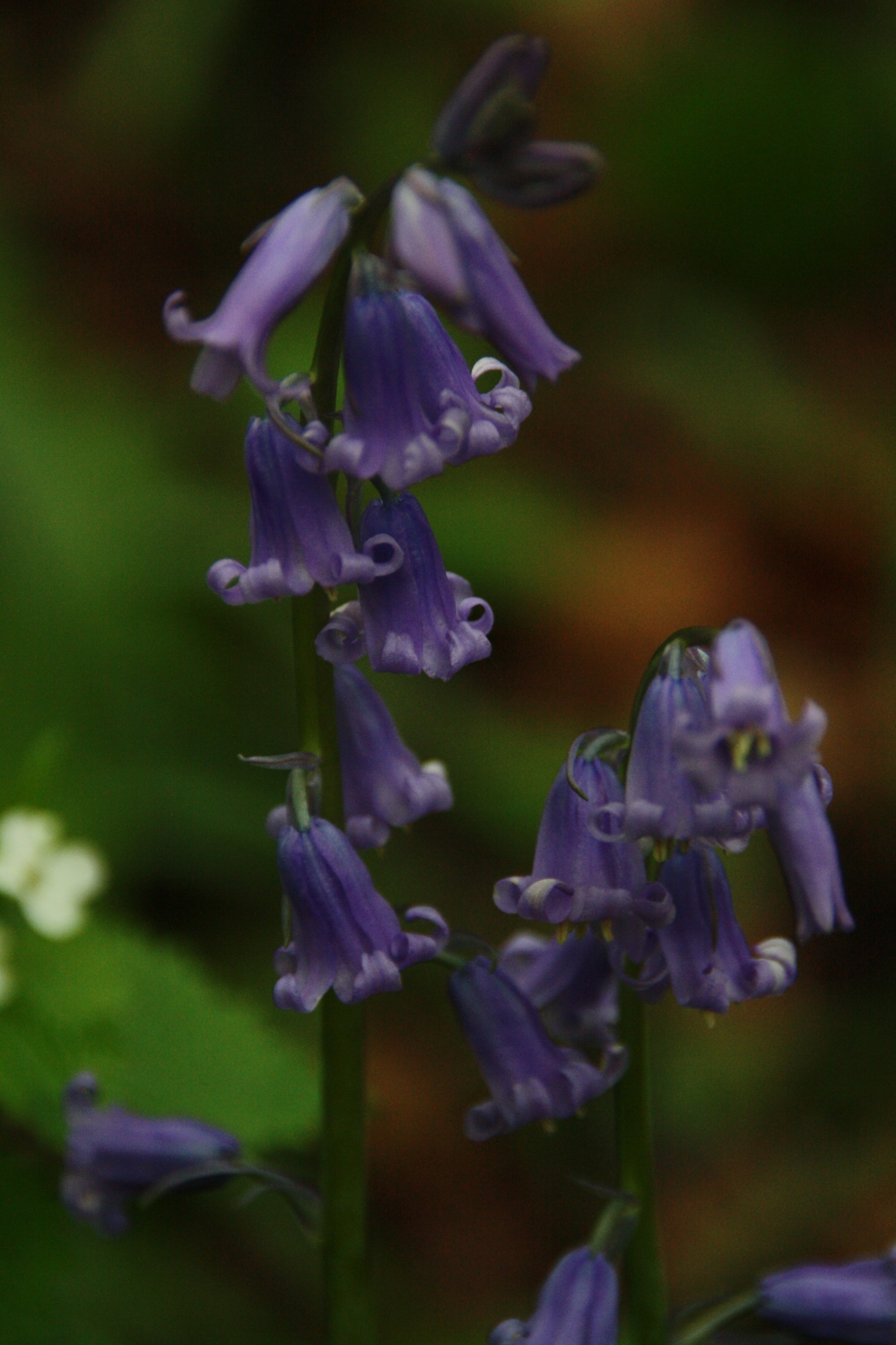 wilde hyacinten