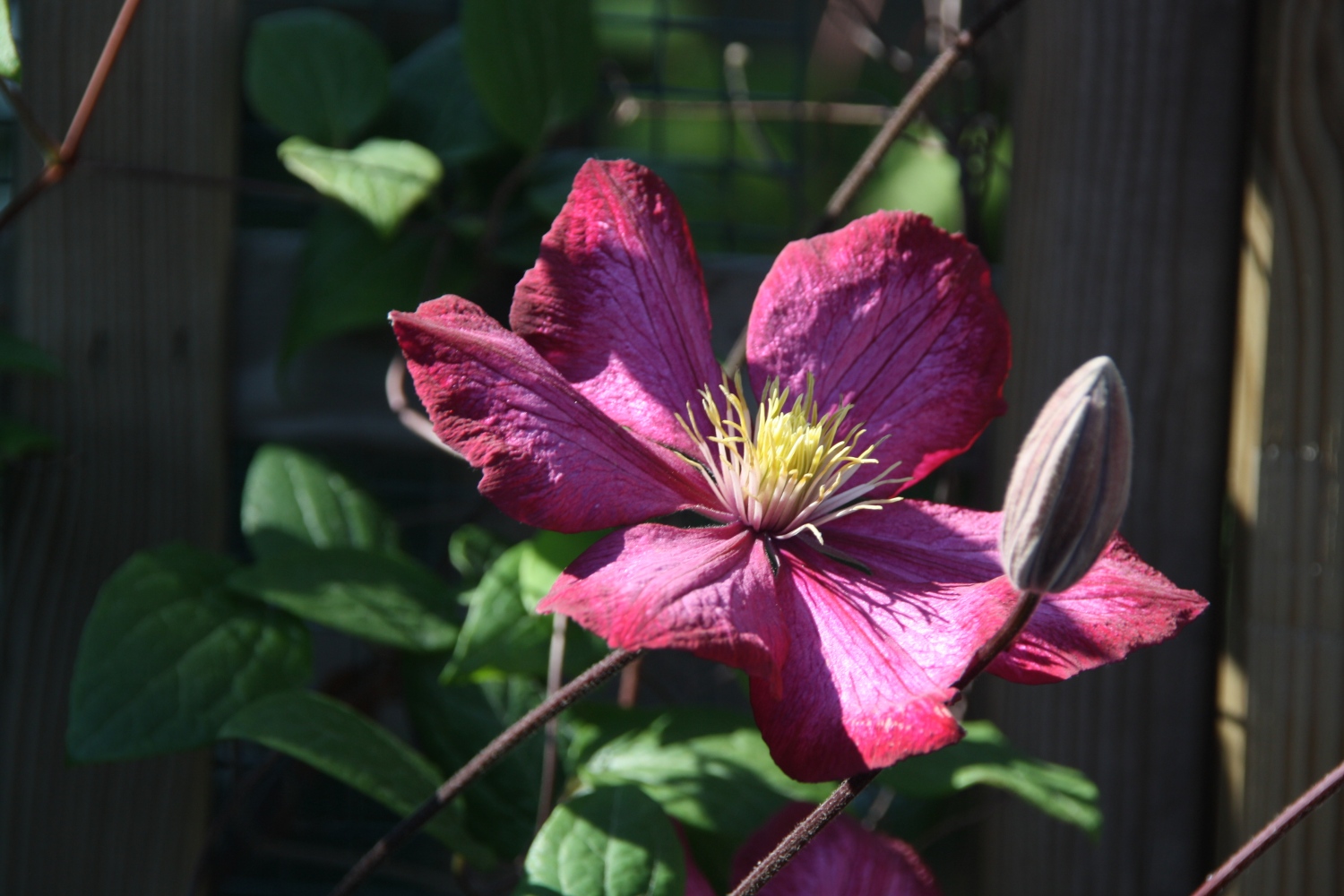 Paarse clematis