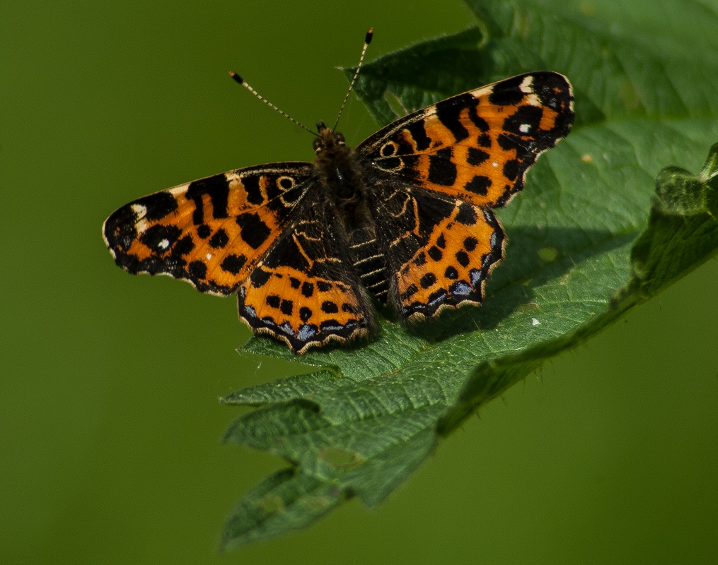 Landkaartje