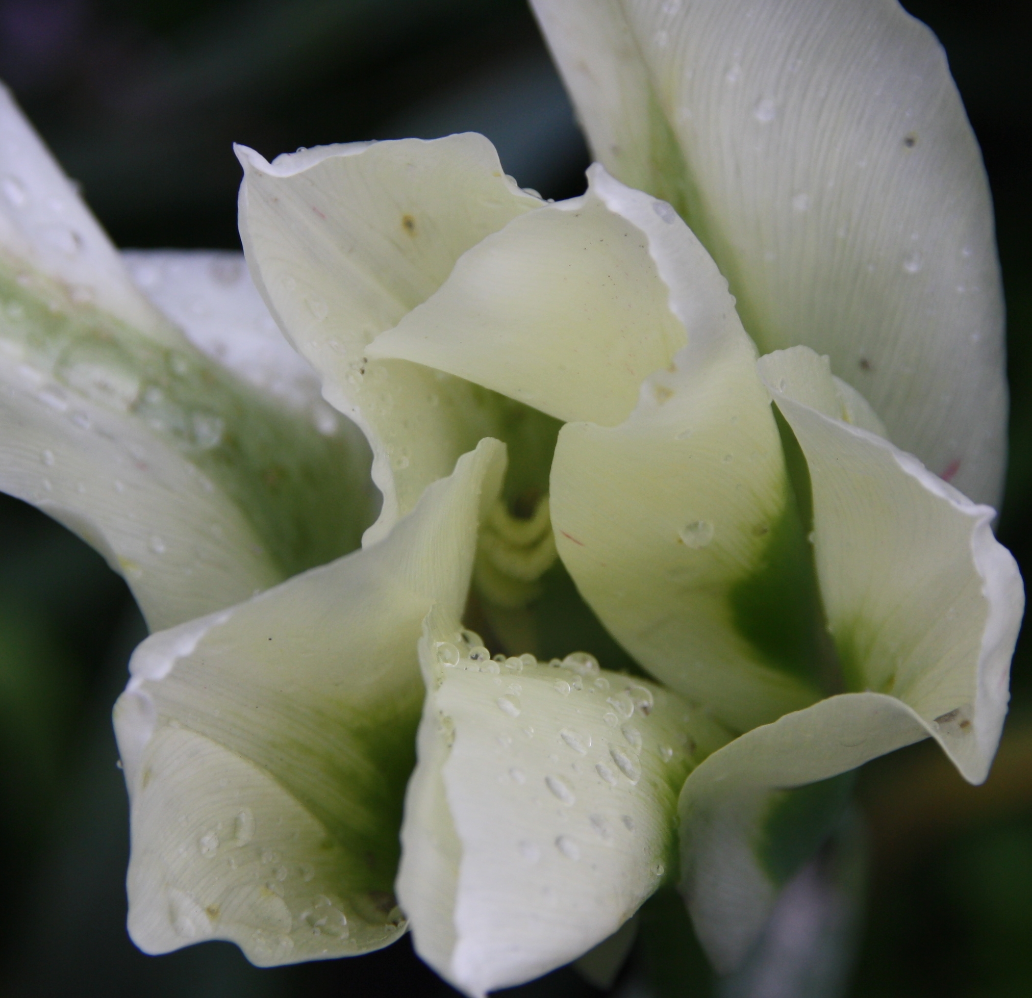 Tulp