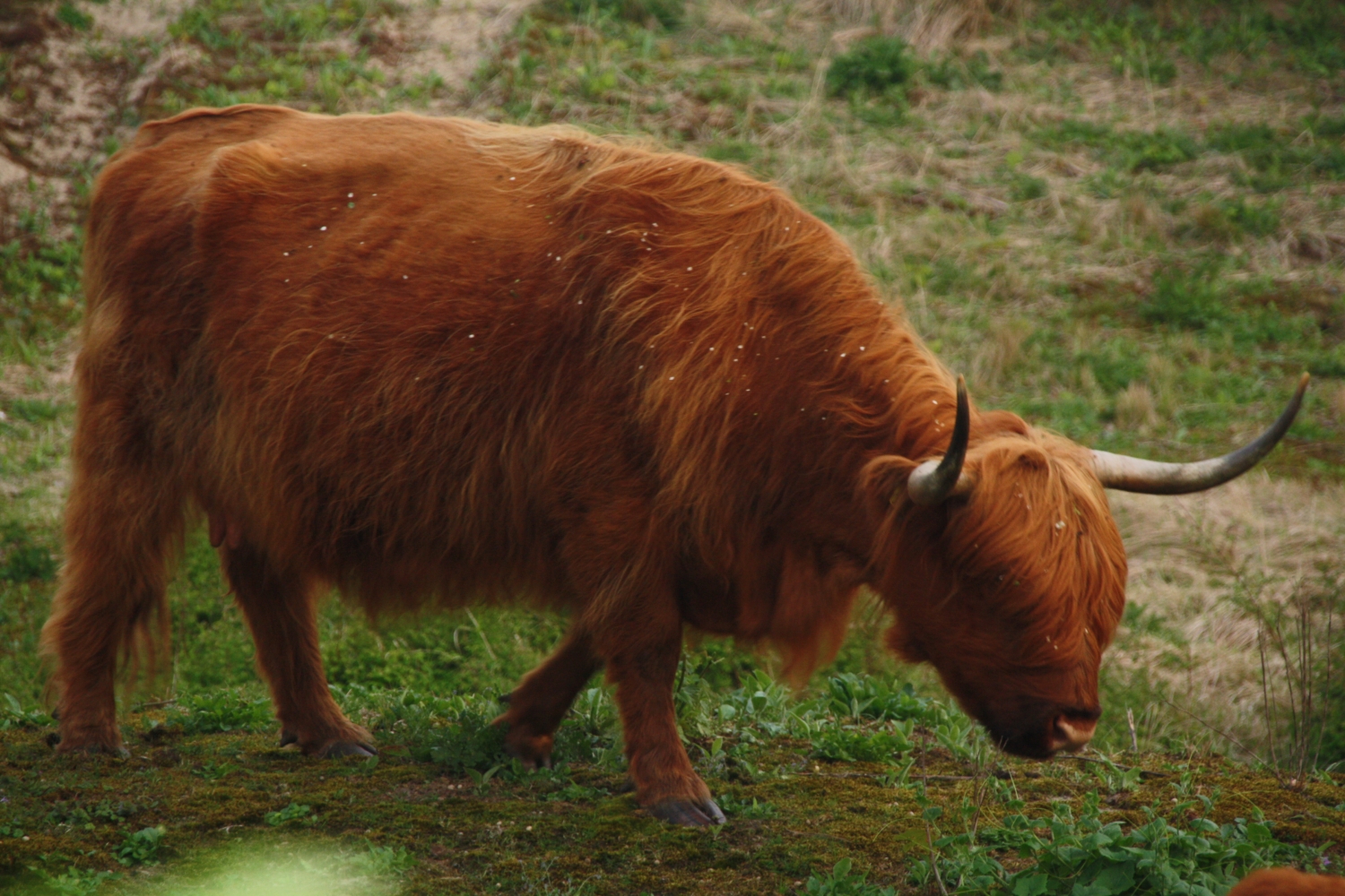 Schotse Hooglander in Duinen