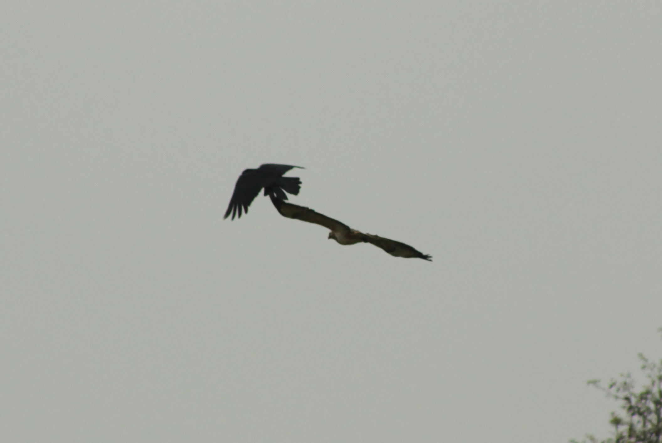 kraai in de aanval (4)