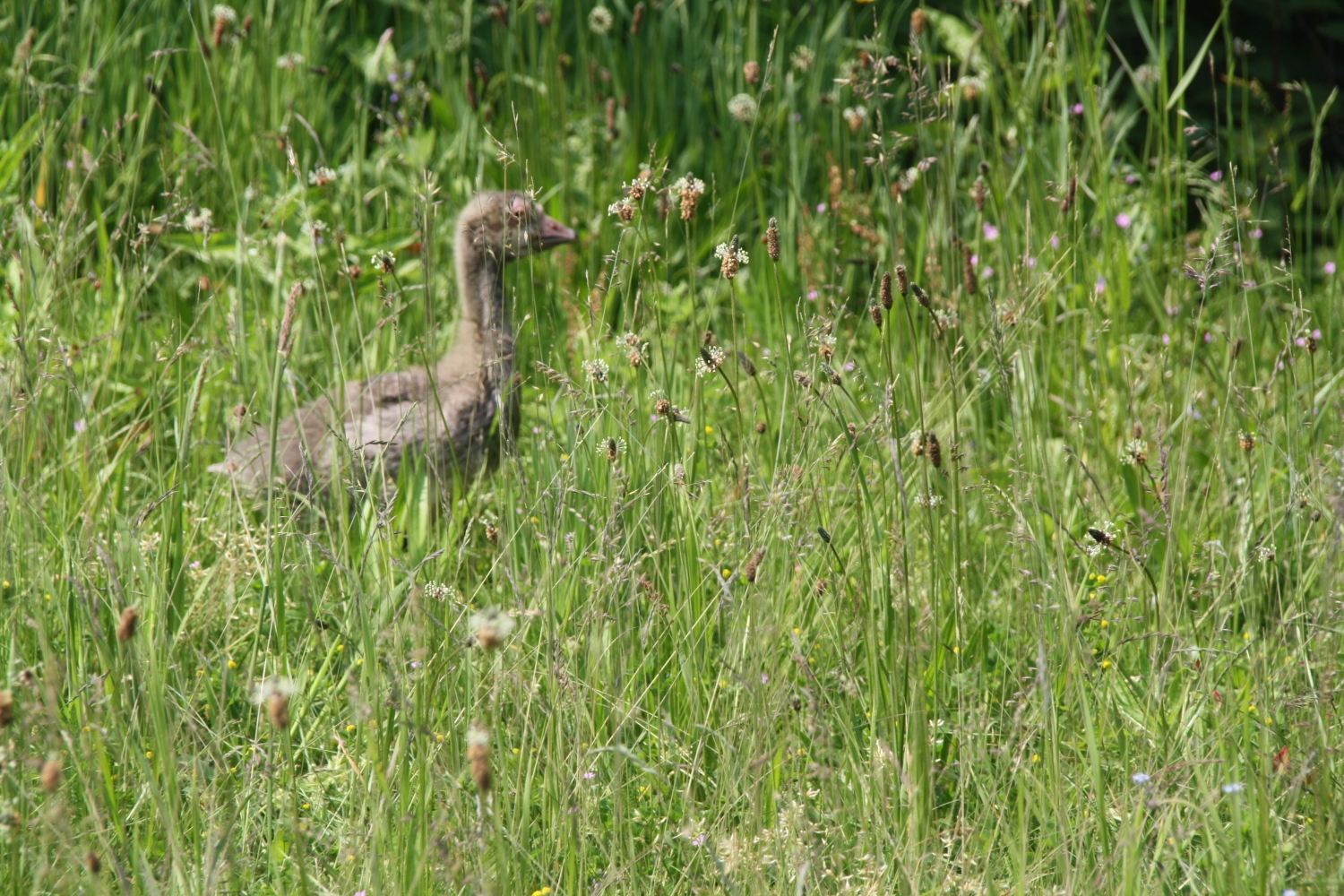 Grauwe gans