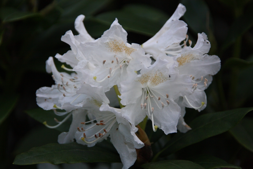 Rhodondendron