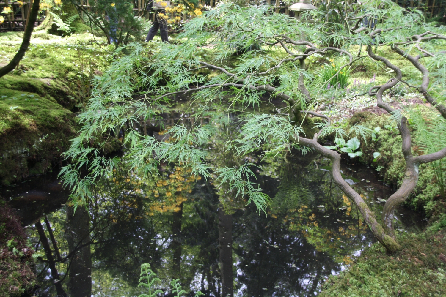 Japanse tuin