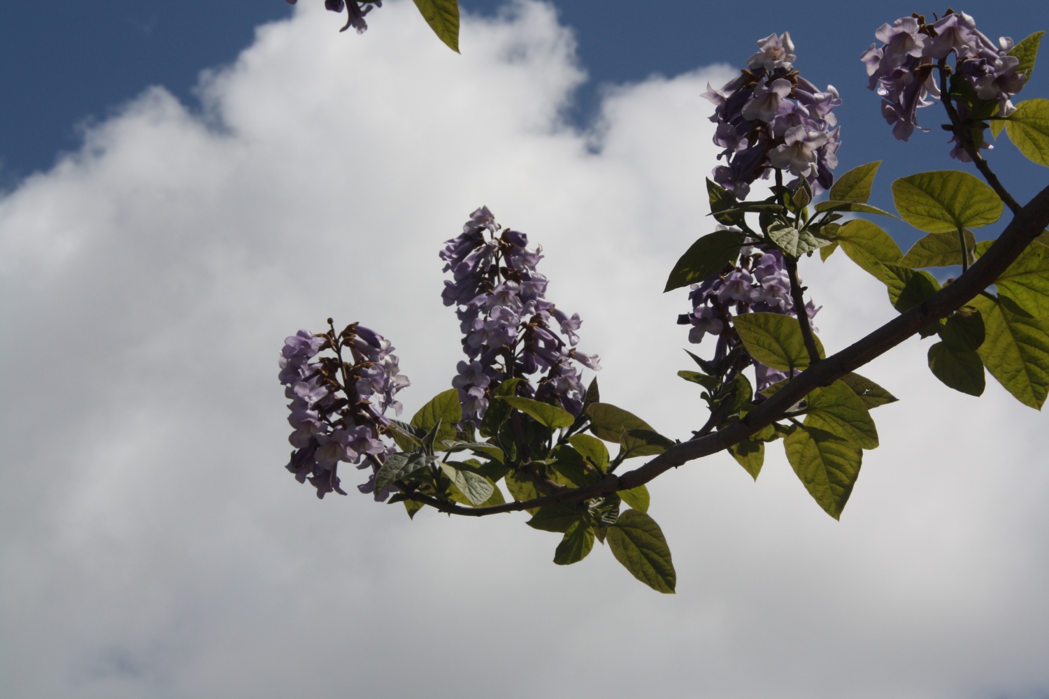 Wie weet wat voor boom dit is?
