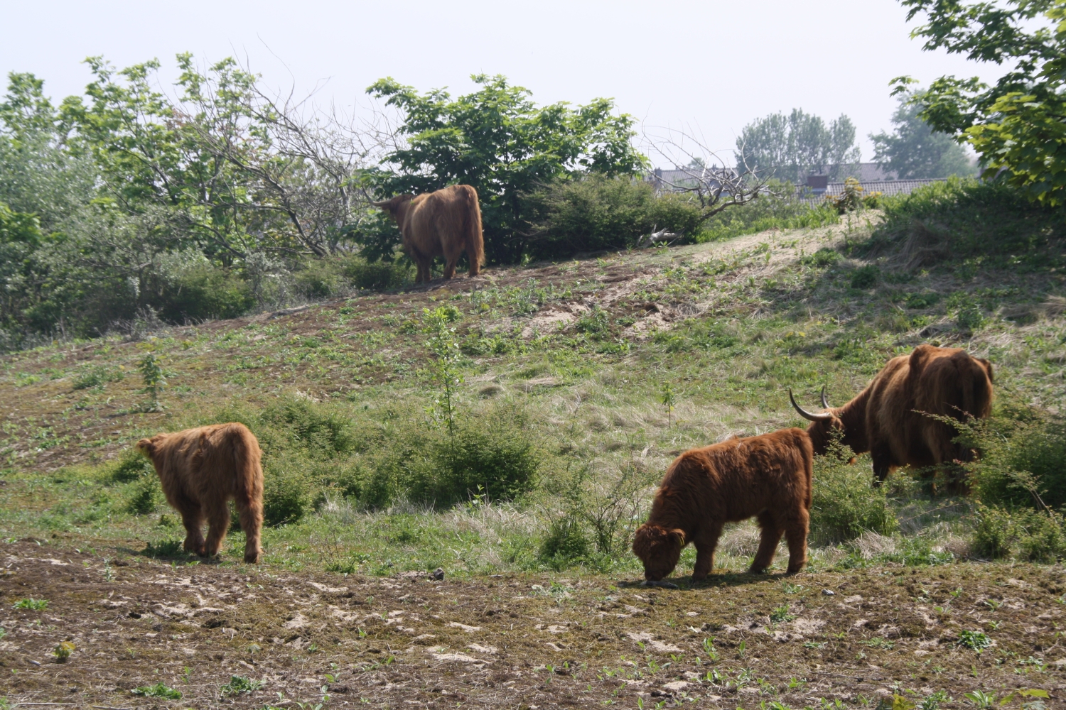 Schotse Hooglanders in Duinen