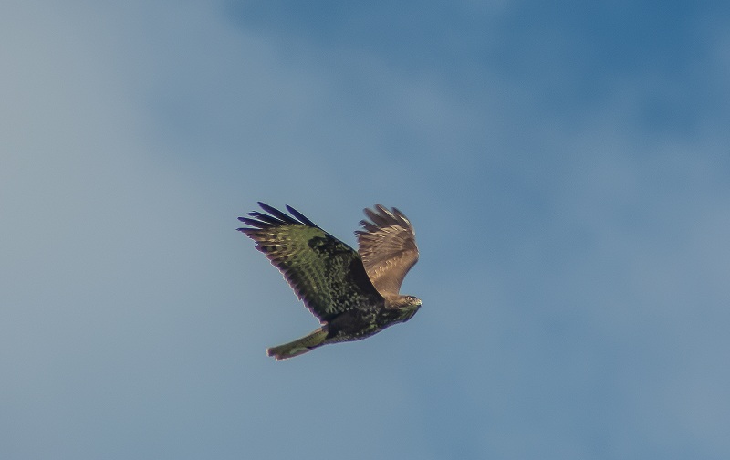 Buizerd