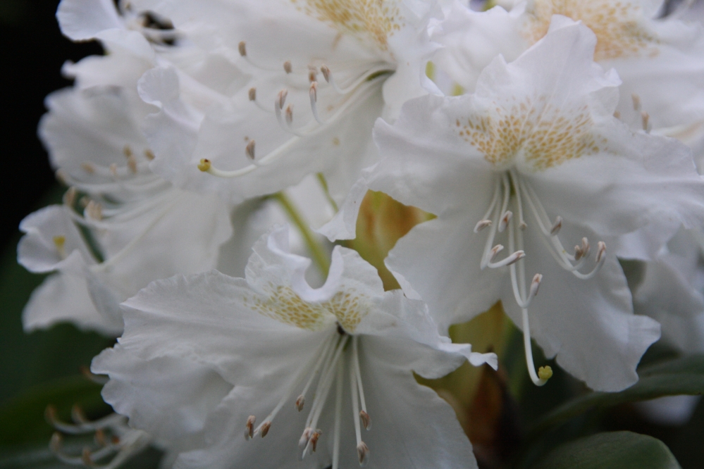 Rhodondendron