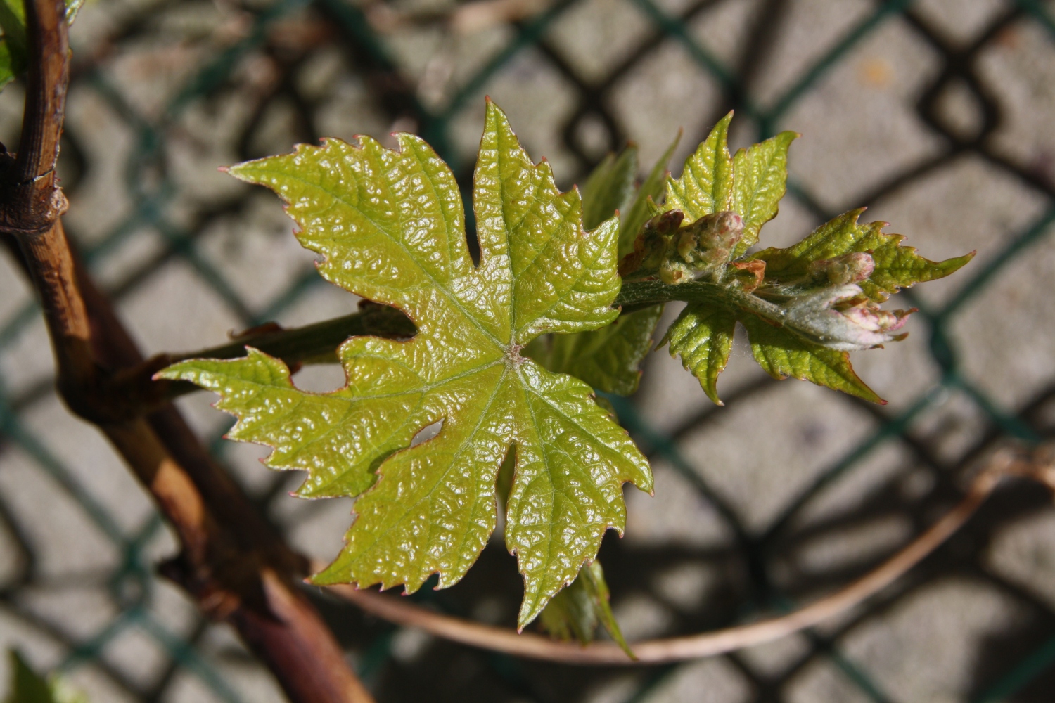 vers groen