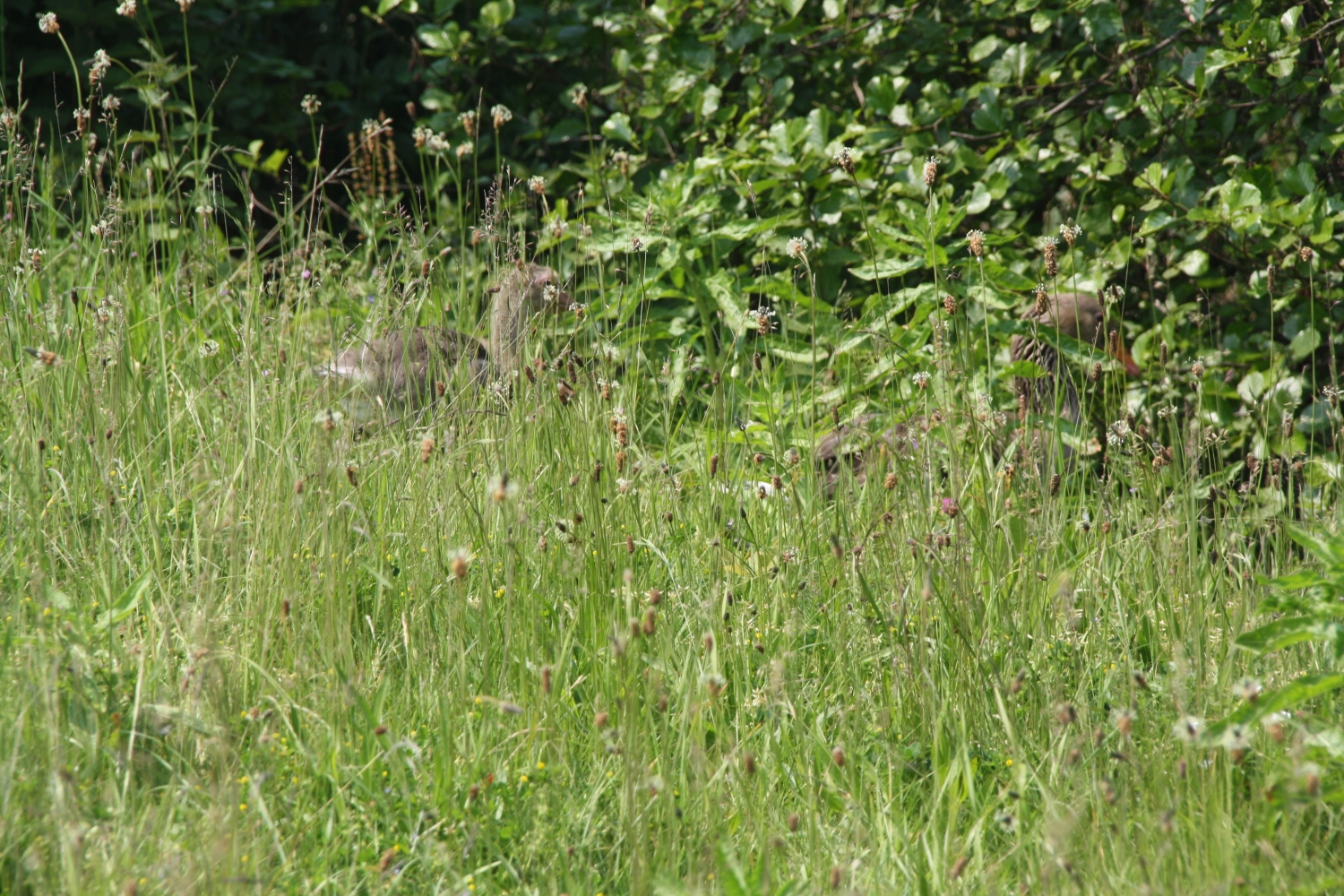 Grauwe gans met jong