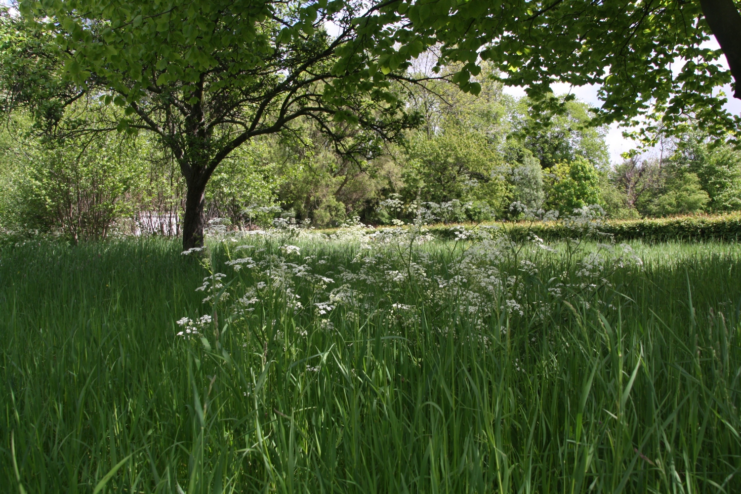 Lente