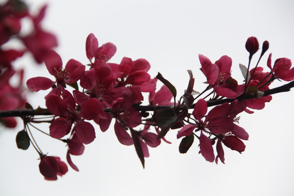 roze bloesem