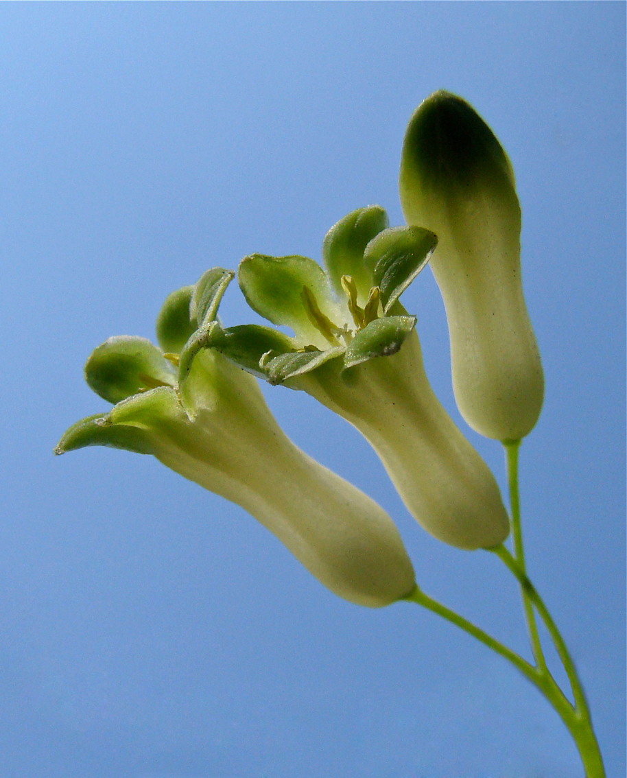 Gewone salomonszegel