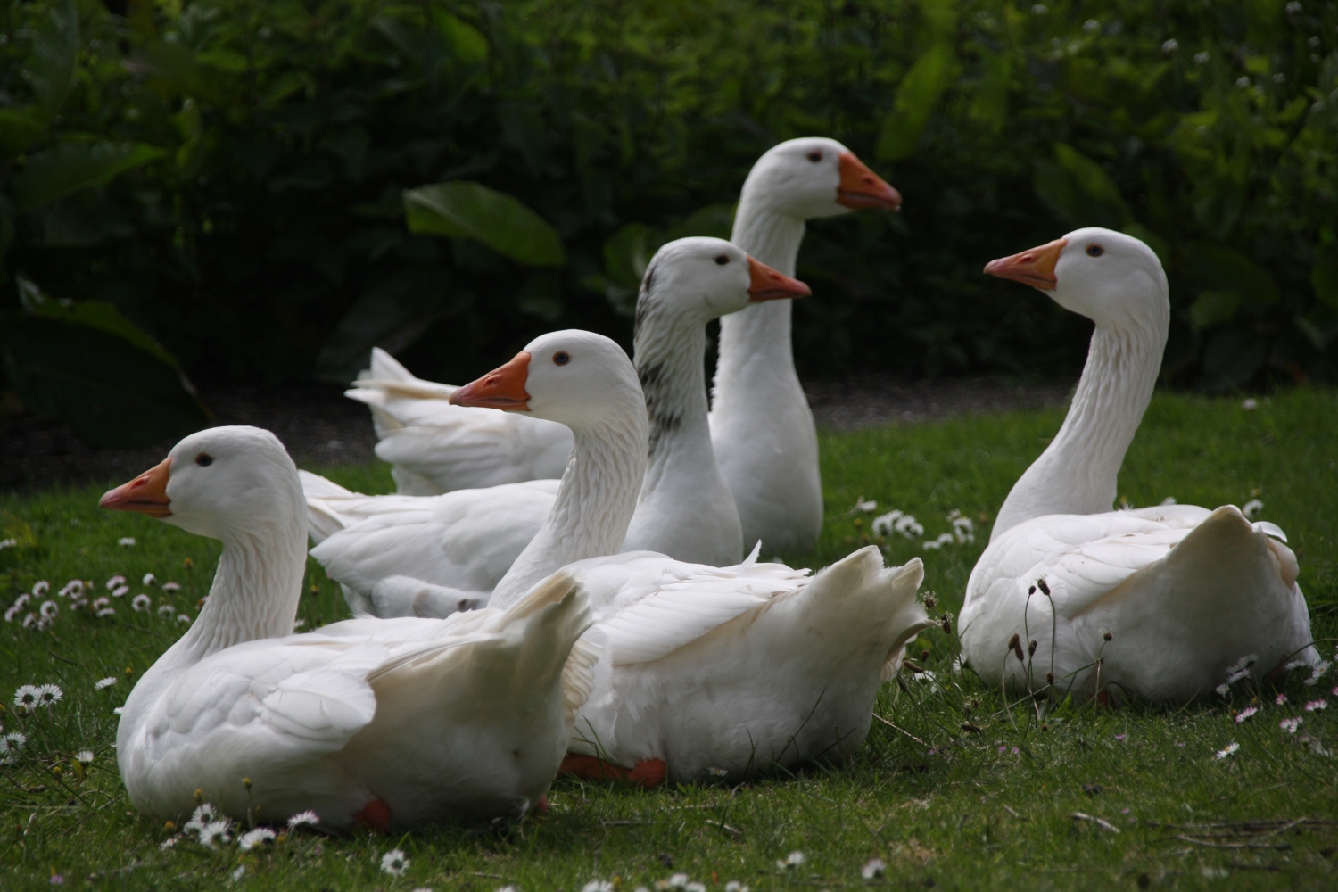 Witte ganzen in 't zonnetje