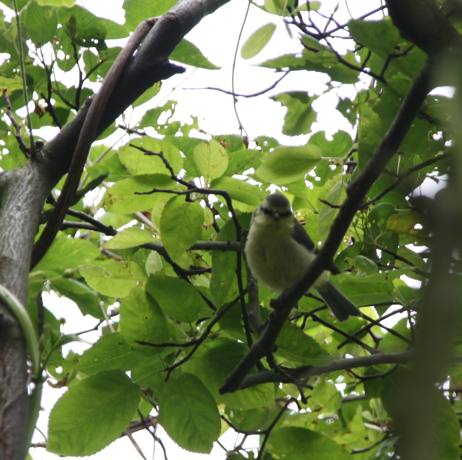 vink