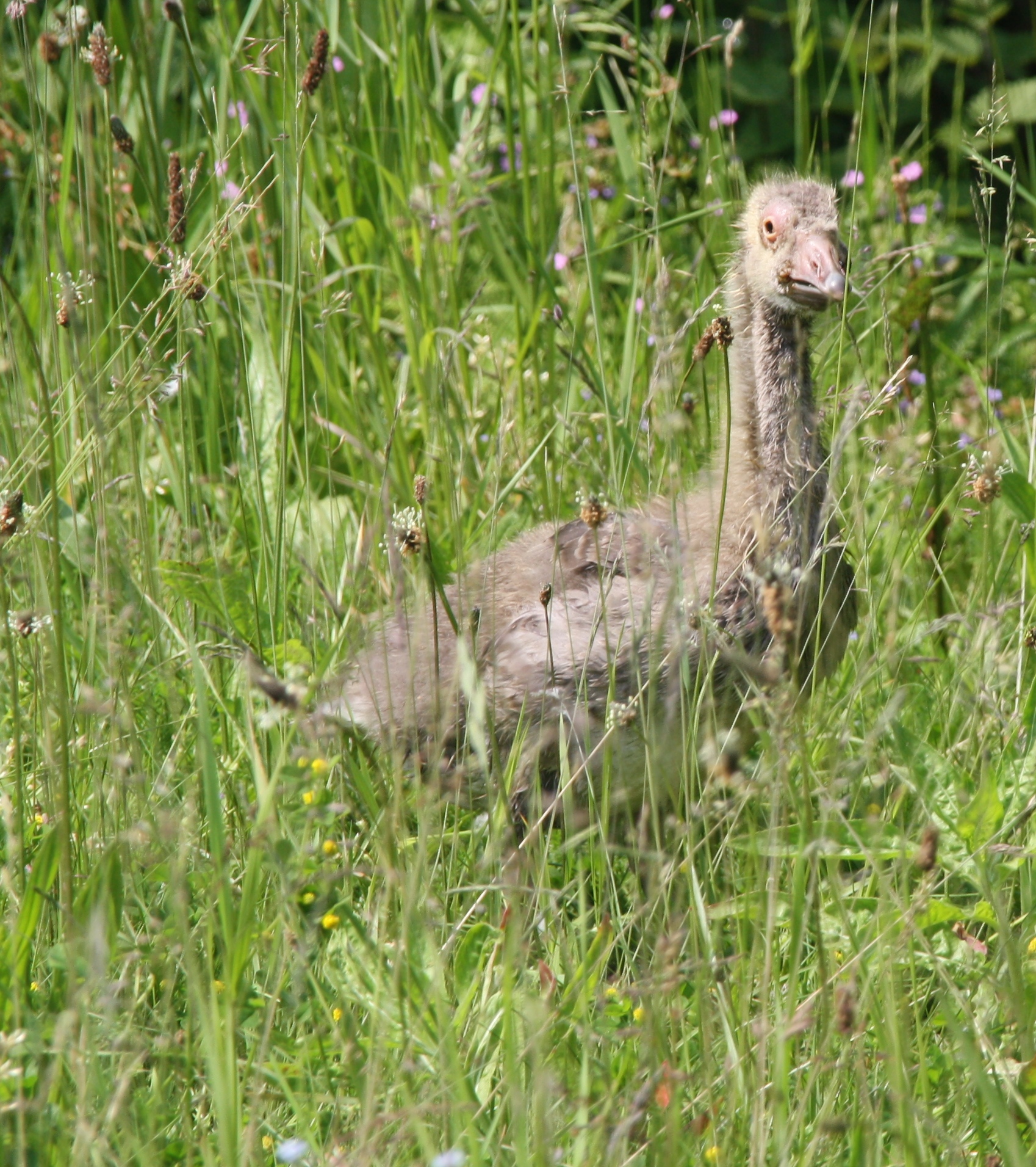 Grauwe gans