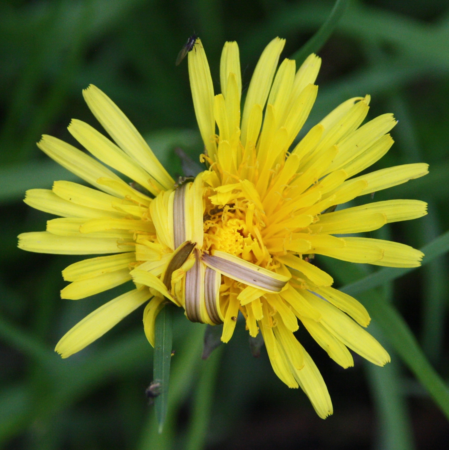 Paardenbloem