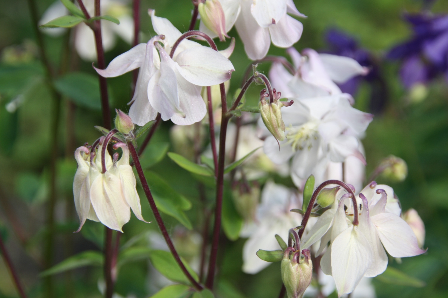 Witte Akelei